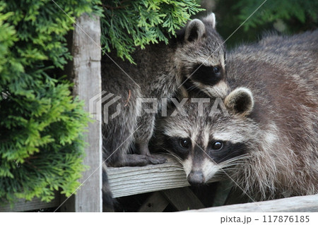 アライグマの親子 117876185