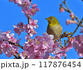 メジロ　桜　横向き 117876454