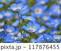 ネモフィラ　横向き 117876455