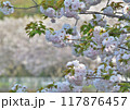 桜　花びら 117876457