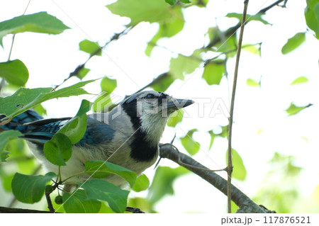 枝に止まるアオカケス 117876521