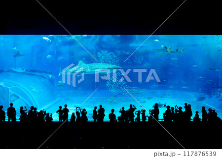 水族館の水槽を眺める人々 117876539