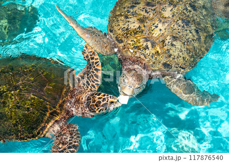 ウミガメと泳ぐ ウミガメと泳ぐ 117876540