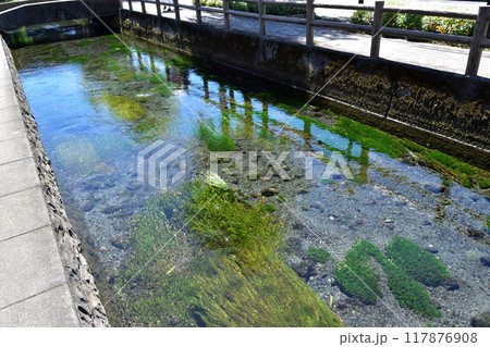三島市・桜川の清流と梅花藻 三島市・桜川の清流と梅花藻 117876908