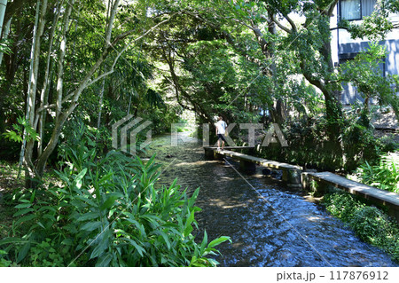 三島市・源兵衛川のウッドデッキの遊歩道 117876912