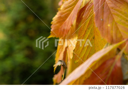 Vibrant autumn leaves showcasing a stunning transition of colors in a serene forest landscape Vibrant autumn leaves showcasing a stunning transition of colors in a serene forest landscape 117877026