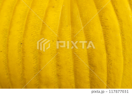 Vibrant yellow autumn leaves creating an inspiring pattern on a forest floor during a sunny day Vibrant yellow autumn leaves creating an inspiring pattern on a forest floor during a sunny day 117877031