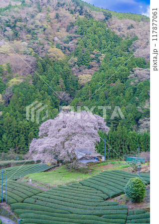 【静岡県】家山・牛代(うしんしろ)のみずめ桜 【静岡県】家山・牛代(うしんしろ)のみずめ桜 117877061