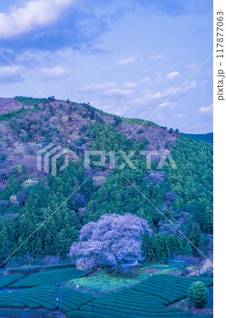 【静岡県】家山・牛代(うしんしろ)のみずめ桜 【静岡県】家山・牛代(うしんしろ)のみずめ桜 117877063