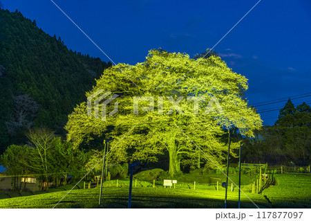 【静岡県】家山・牛代(うしんしろ)のみずめ桜 ライトアップ 【静岡県】家山・牛代(うしんしろ)のみずめ桜 ライトアップ 117877097