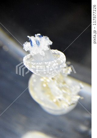 水槽の中のクラゲ 117877226