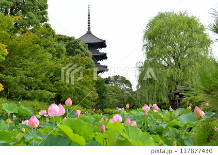 京都・東寺 117877430