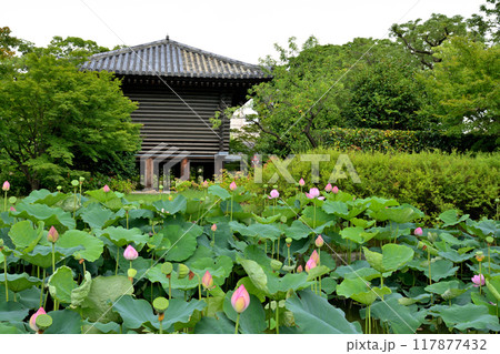 京都・東寺 117877432