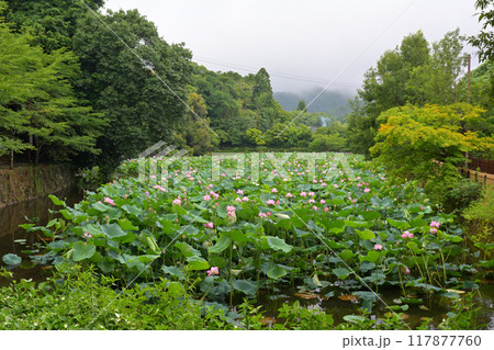 京都・嵯峨野の小倉池 京都・嵯峨野の小倉池 117877760