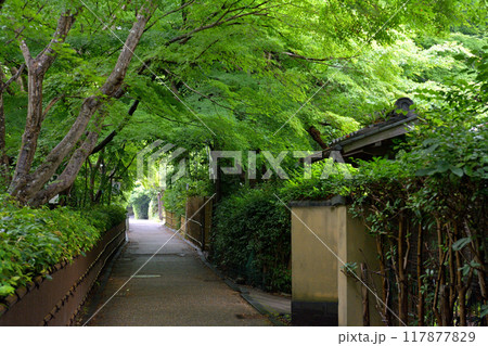 京都・嵯峨野 117877829