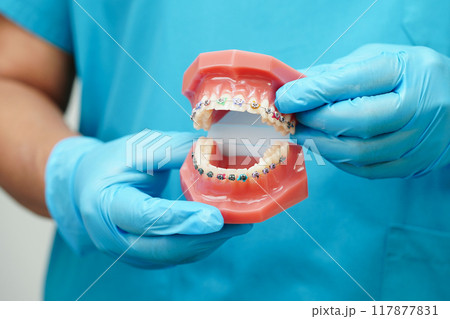 Asian dentist holding dental teeth model for learn about dentistry. 117877831