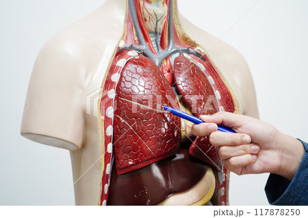Asian student learning with human body model in anatomy biology in classroom at high school. Asian student learning with human body model in anatomy biology in classroom at high school. 117878250