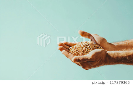 Close up of man's hands holding wheat grains, blue background with copy space, design package concept 117879366