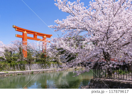 平安神宮の大鳥居と桜並木の風景 京都の桜名所 岡崎疏水の桜並木 京都観光名所 平安神宮の大鳥居と桜並木の風景 京都の桜名所 岡崎疏水の桜並木 京都観光名所 117879617