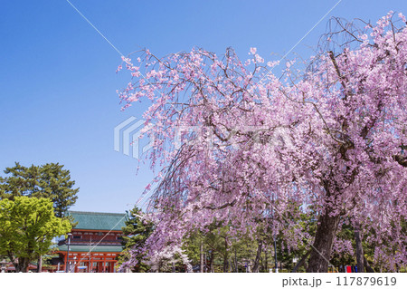 平安神宮の応天門としだれ桜の風景　京都の桜名所　岡崎公園の桜　京都観光名所 117879619