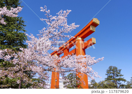 平安神宮の大鳥居と桜並木の風景 京都の桜名所 岡崎疏水の桜並木 京都観光名所 平安神宮の大鳥居と桜並木の風景 京都の桜名所 岡崎疏水の桜並木 京都観光名所 117879620