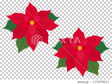 Set of poinsettia illustrations Set of poinsettia illustrations 117879911
