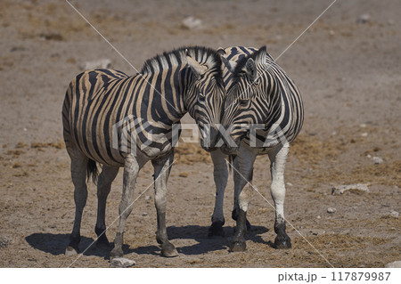 Zebra in Etosha National Park 117879987