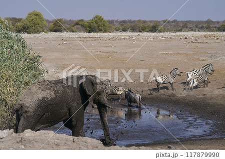 Bull African elephant at a waterhole Bull African elephant at a waterhole 117879990