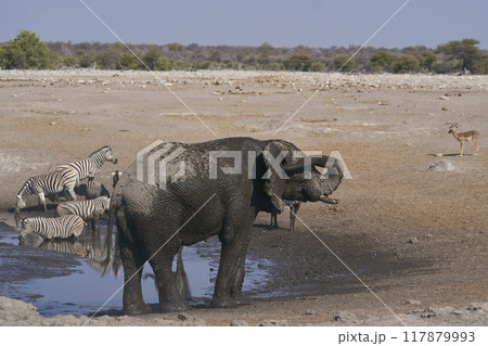 Bull African elephant at a waterhole 117879993