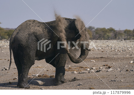 Bull African elephant at a waterhole Bull African elephant at a waterhole 117879996