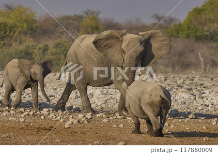Black Rhinoceros meets elephant at a waterhole. Black Rhinoceros meets elephant at a waterhole. 117880009