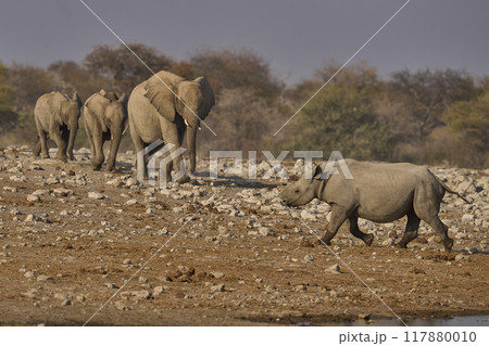 Black Rhinoceros meets elephant at a waterhole. Black Rhinoceros meets elephant at a waterhole. 117880010