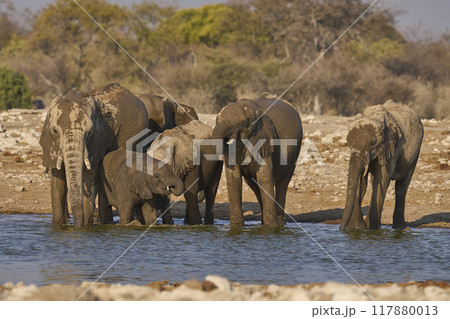 Group of African elephant at a waterhole 117880013