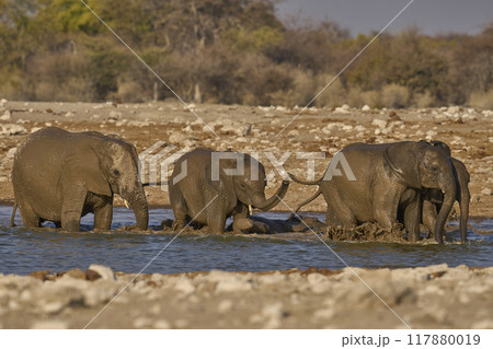 Group of African elephant at a waterhole Group of African elephant at a waterhole 117880019