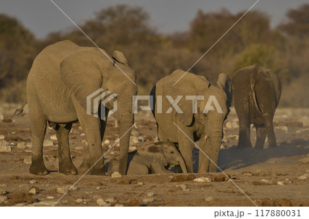 Dust bath 117880031
