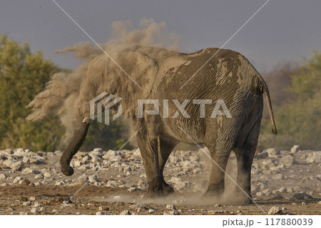 Dust bath 117880039