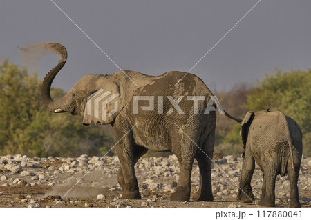 Dust bath 117880041