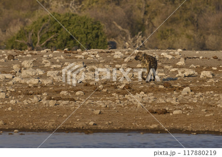 Spotted Hyaena 117880219