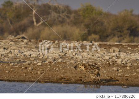 Spotted Hyaena Spotted Hyaena 117880220