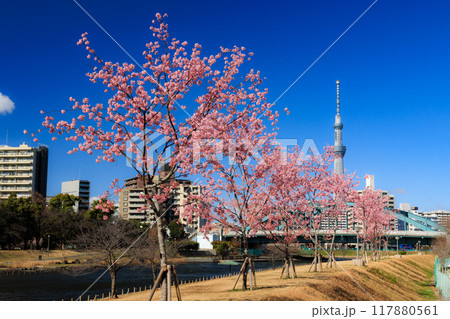 旧中川　河津桜　江戸川区平井 117880561