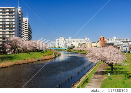 旧中川の桜並木とふれあい橋　中川新橋より撮影 117880566