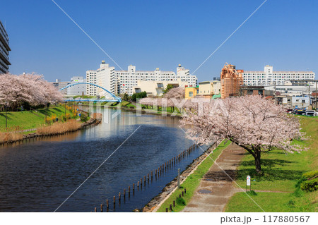旧中川の桜並木とふれあい橋　中川新橋より撮影 117880567