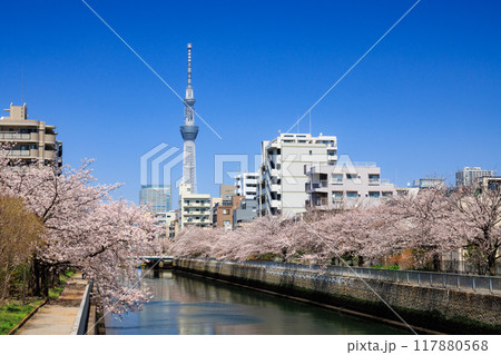 大横川の桜並木　猿江橋より撮影 117880568