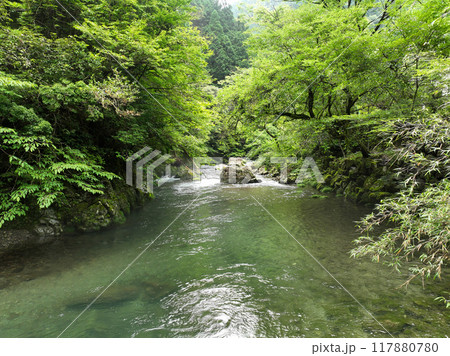 高知県越知町　大桐川の風景 117880780