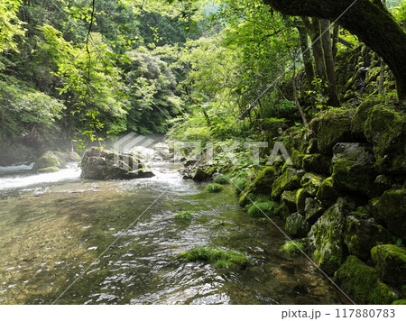 高知県越知町 大桐川の風景 高知県越知町 大桐川の風景 117880783