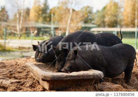 Side view shot of line of black domestic pigs eating grain from huge trough at countryside farm, copy space Side view shot of line of black domestic pigs eating grain from huge trough at countryside farm, copy space 117880856