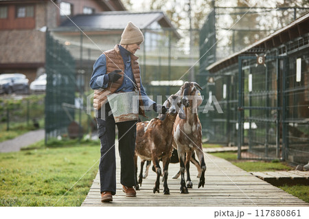 Full shot of mature female farmer in warm clothes feeding domestic goats from metal bucket walking along boardwalk path at large farm, copy space Full shot of mature female farmer in warm clothes feeding domestic goats from metal bucket walking along boardwalk path at large farm, copy space 117880861