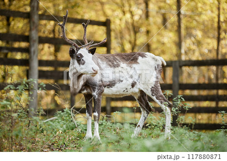 Full shot of white spotted reindeer with wide open eyes standing against autumn forest at countryside farm, copy space Full shot of white spotted reindeer with wide open eyes standing against autumn forest at countryside farm, copy space 117880871