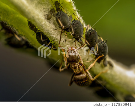 Colony of aphids and brown ant Colony of aphids and brown ant 117880941