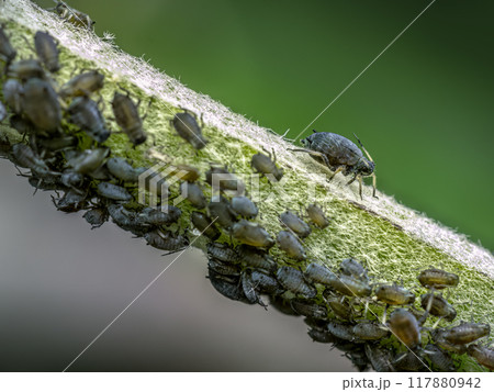 Colony of aphids infected a plant Colony of aphids infected a plant 117880942